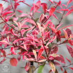Červienka fraserova (Photinia fraseri) ´PINK MARBLE´ - výška 90-100 cm, kont. C7L - NA KMIENKU